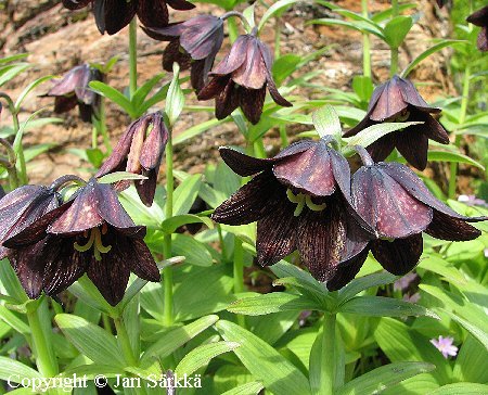 Fritillaria camtschatcensis